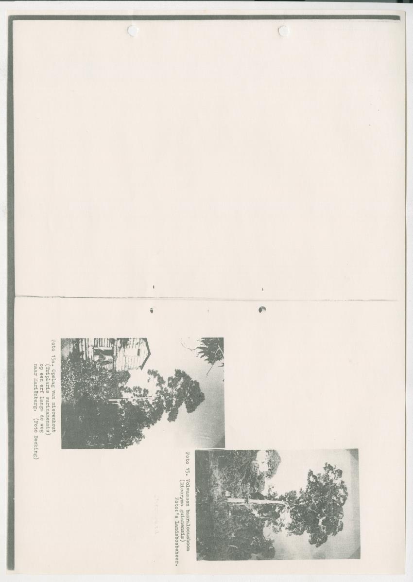 Z-Rapport over het gedurende de maanden juli en augustus 1961 in Suriname en de Nederlandse Antillen ten behoeve van het tien jaren plan verrichte onderzoek op het gebied van de Bosbouw - New Page