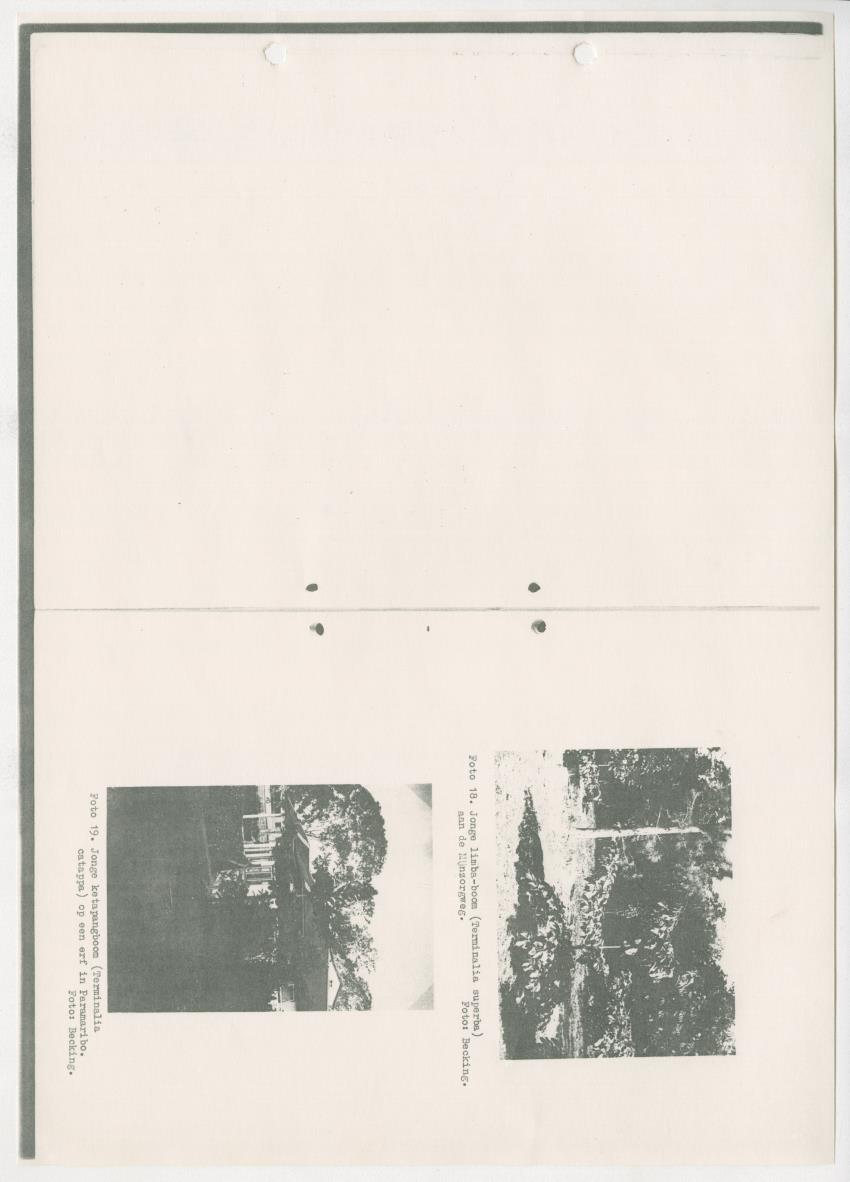 Z-Rapport over het gedurende de maanden juli en augustus 1961 in Suriname en de Nederlandse Antillen ten behoeve van het tien jaren plan verrichte onderzoek op het gebied van de Bosbouw - New Page