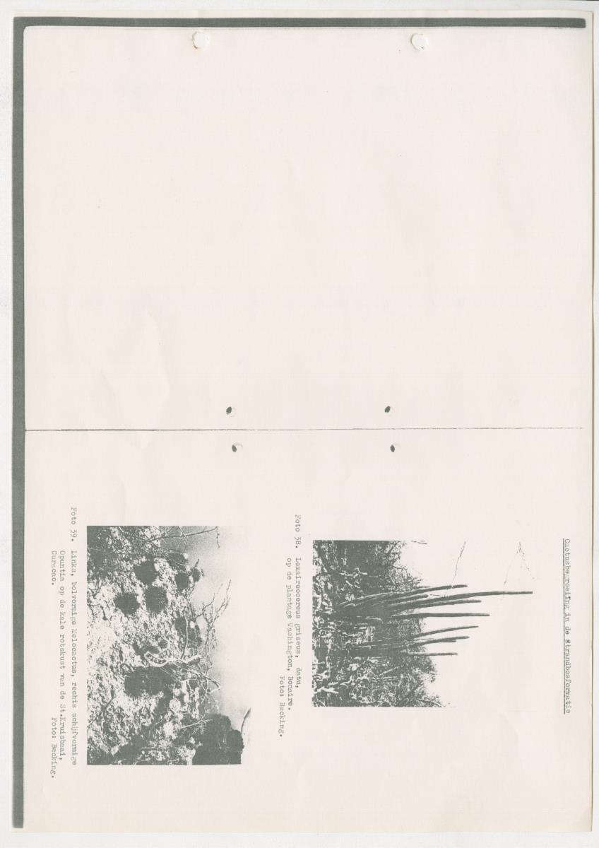 Z-Rapport over het gedurende de maanden juli en augustus 1961 in Suriname en de Nederlandse Antillen ten behoeve van het tien jaren plan verrichte onderzoek op het gebied van de Bosbouw - New Page