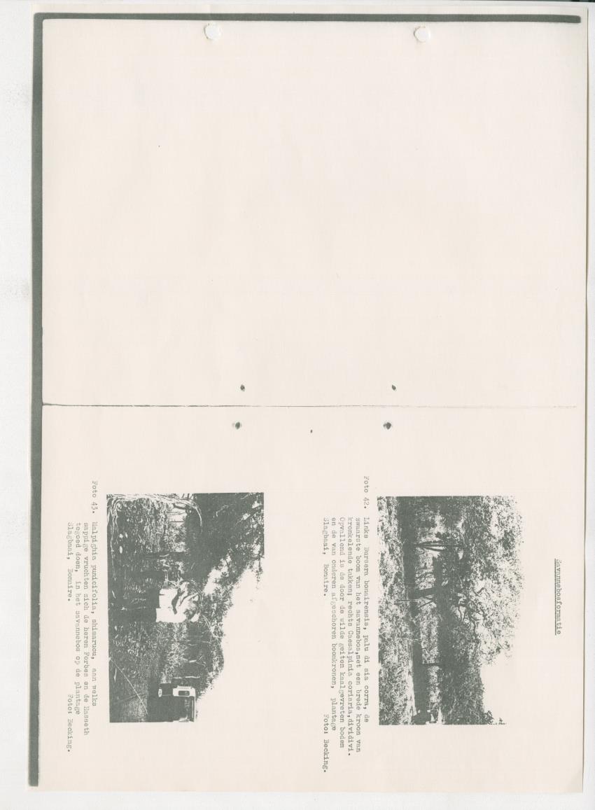 Z-Rapport over het gedurende de maanden juli en augustus 1961 in Suriname en de Nederlandse Antillen ten behoeve van het tien jaren plan verrichte onderzoek op het gebied van de Bosbouw - New Page