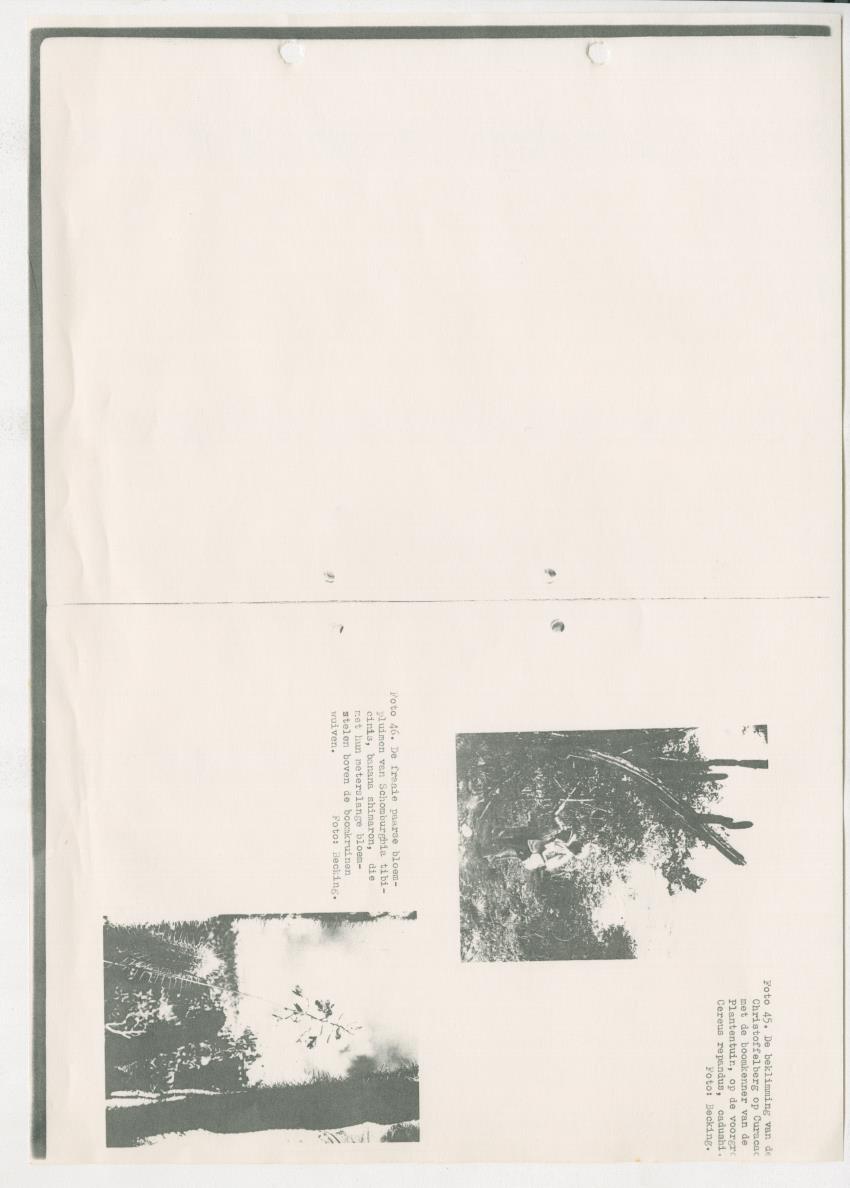 Z-Rapport over het gedurende de maanden juli en augustus 1961 in Suriname en de Nederlandse Antillen ten behoeve van het tien jaren plan verrichte onderzoek op het gebied van de Bosbouw - New Page