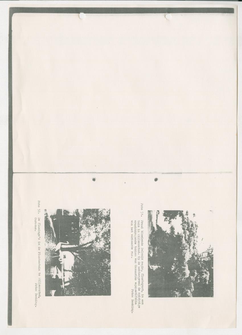 Z-Rapport over het gedurende de maanden juli en augustus 1961 in Suriname en de Nederlandse Antillen ten behoeve van het tien jaren plan verrichte onderzoek op het gebied van de Bosbouw - New Page