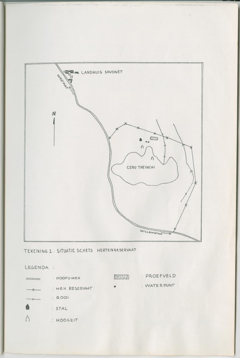 Project Bina, Een programma ter bescherming en vermeerdering van het Curacaose Witstaarthert; voortgangsrapport nr 1 - New Page