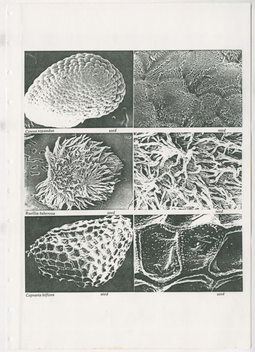 Z Dispersal spectra of vegetations in the Christoffelpark on Curacao - New Page