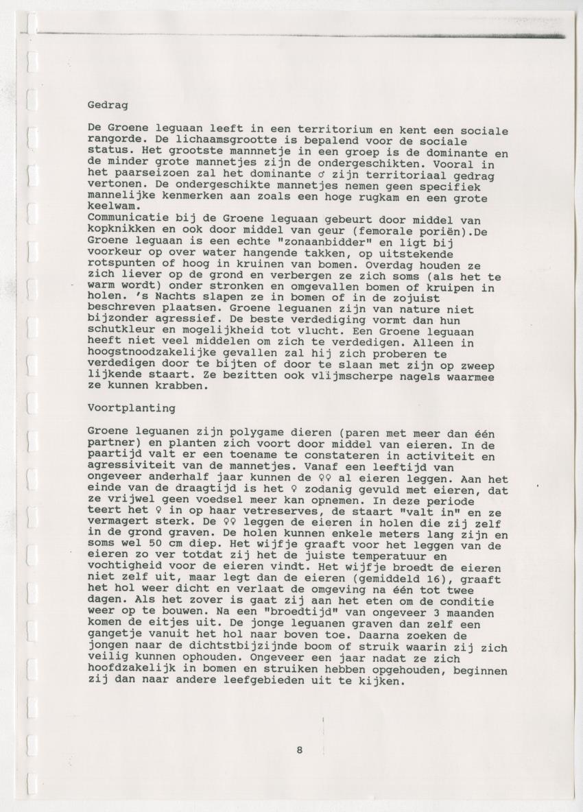 Z Paargedrag van de mannelijke Groene Leguaan (Iguana iguane) op Curacao - New Page