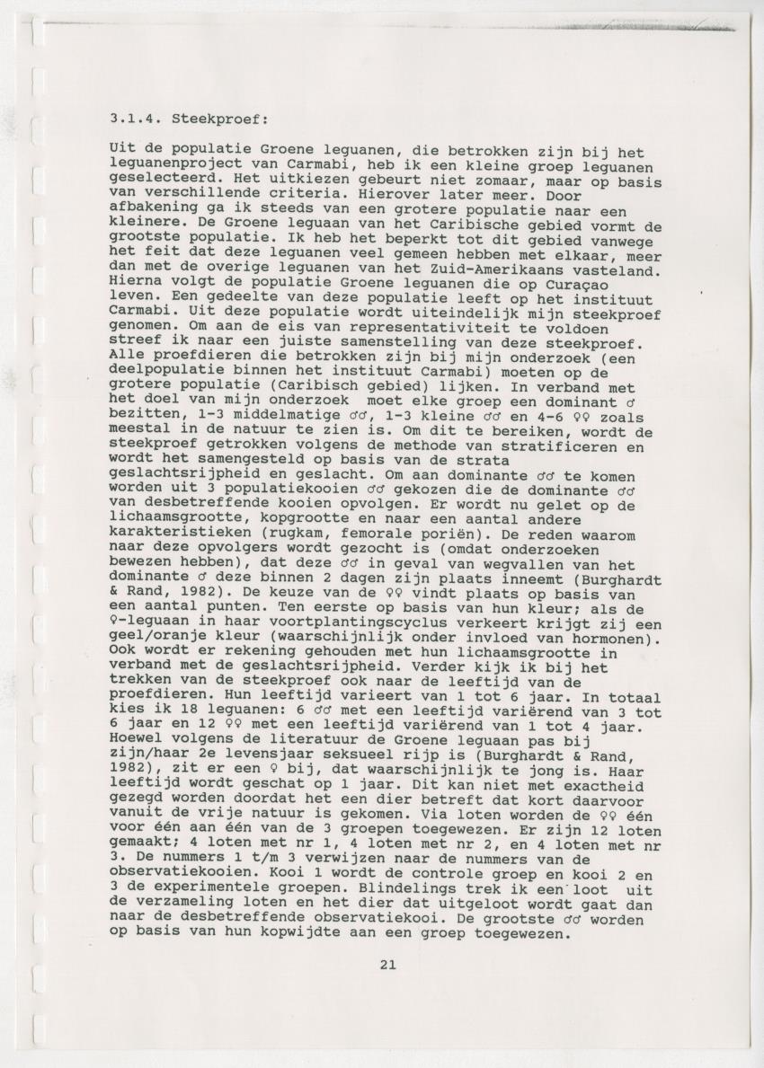Z Paargedrag van de mannelijke Groene Leguaan (Iguana iguane) op Curacao - New Page