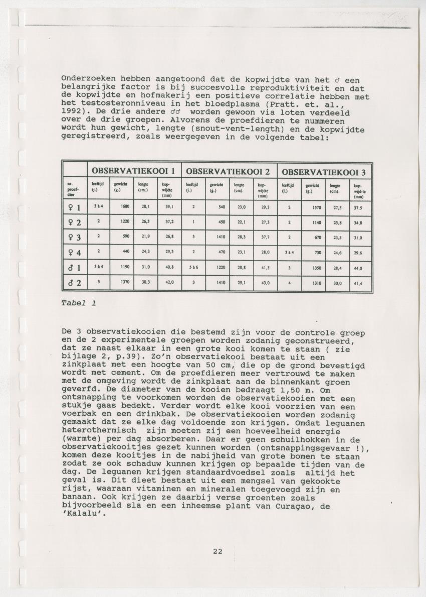 Z Paargedrag van de mannelijke Groene Leguaan (Iguana iguane) op Curacao - New Page