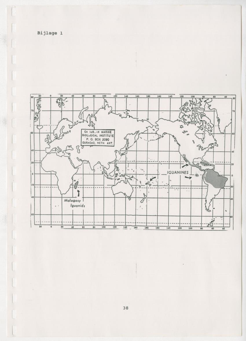 Z Paargedrag van de mannelijke Groene Leguaan (Iguana iguane) op Curacao - New Page