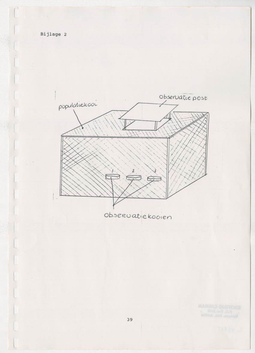 Z Paargedrag van de mannelijke Groene Leguaan (Iguana iguane) op Curacao - New Page