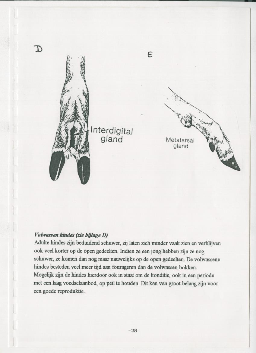 De hoefdieren van Curacao - New Page