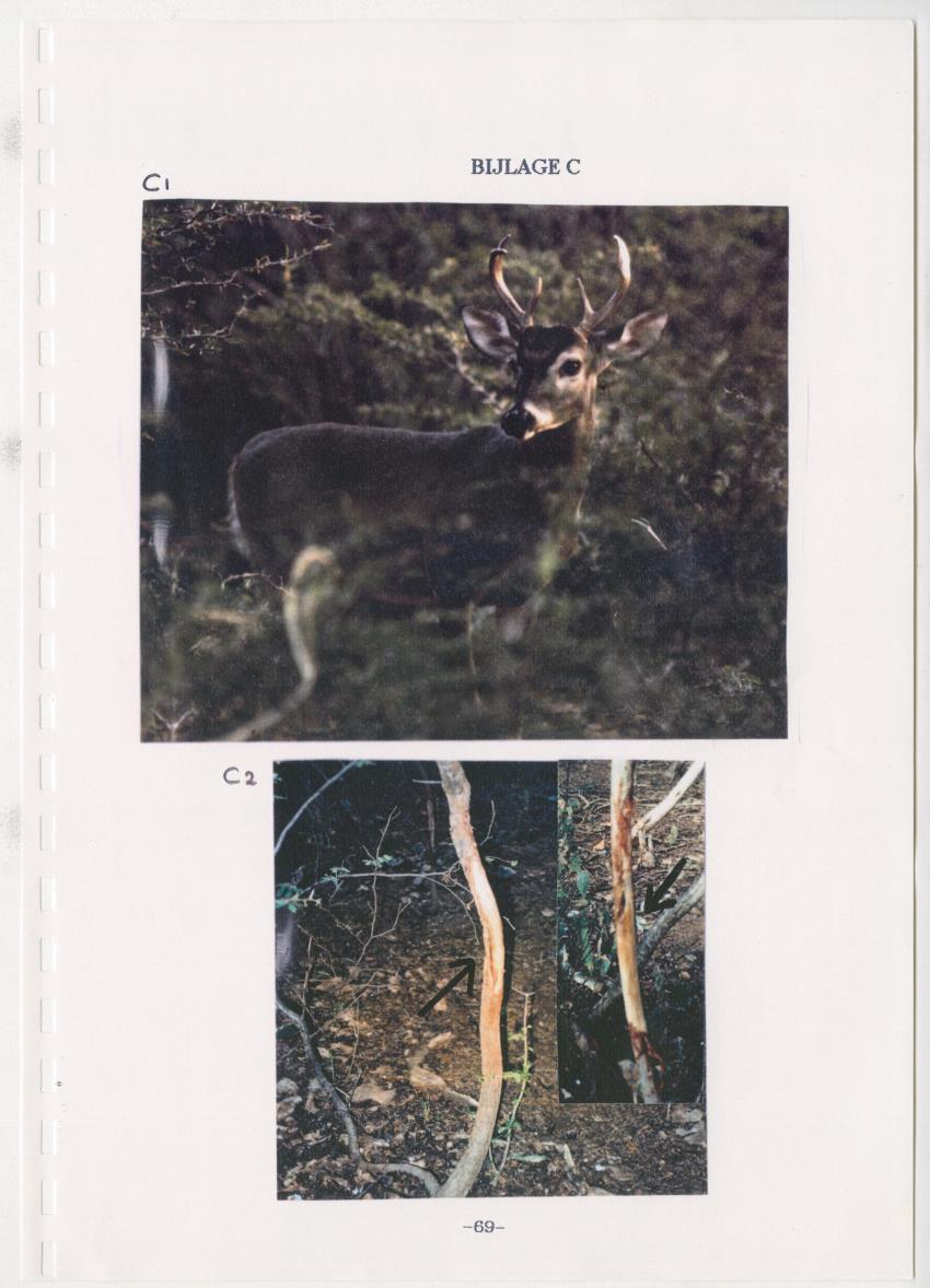 De hoefdieren van Curacao - New Page