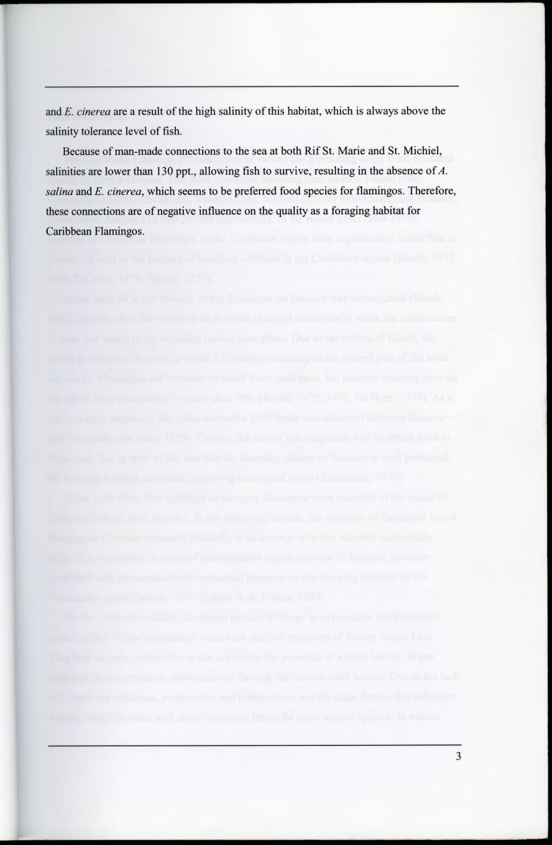 Z Characterization of foraging areas of the Caribbean Flamingo Phoenicopterus ruber on Curacao (Netherlands Antilles) - New Page
