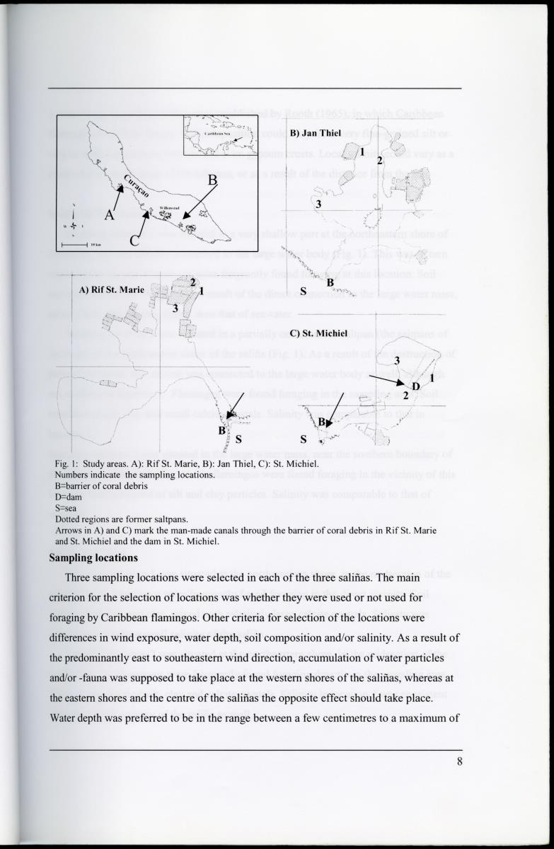 Z Characterization of foraging areas of the Caribbean Flamingo Phoenicopterus ruber on Curacao (Netherlands Antilles) - New Page