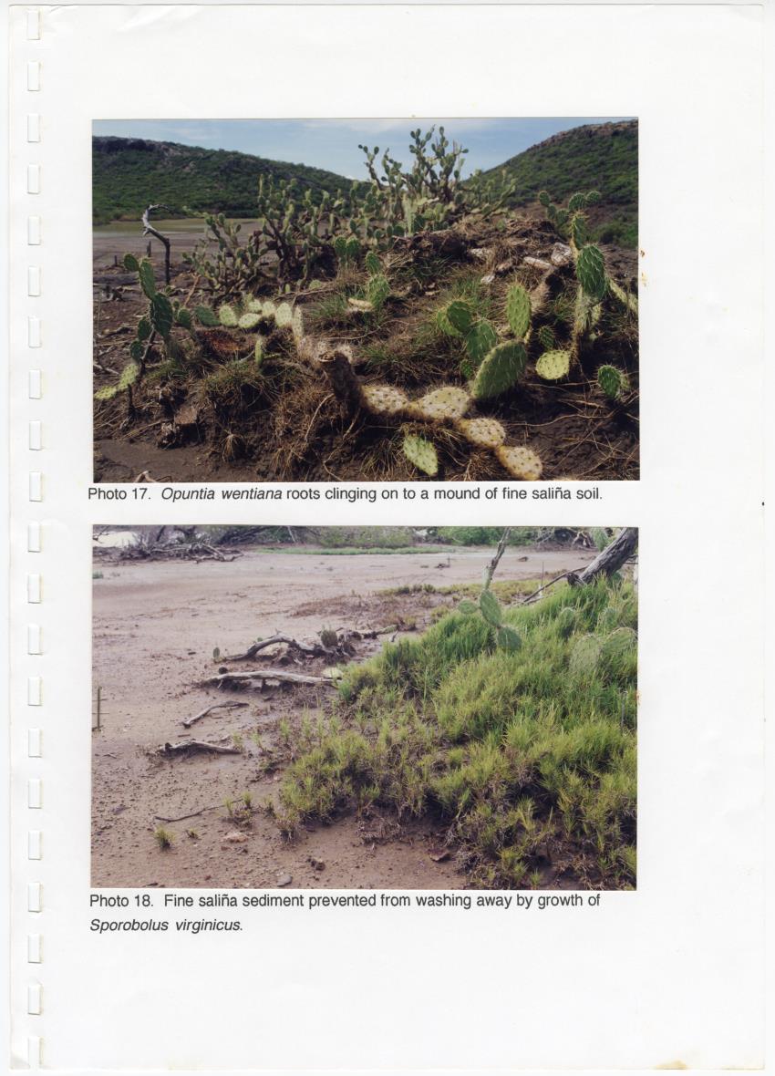 Z Brief Biological Inventory of Portomari Estate, Curacao - New Page