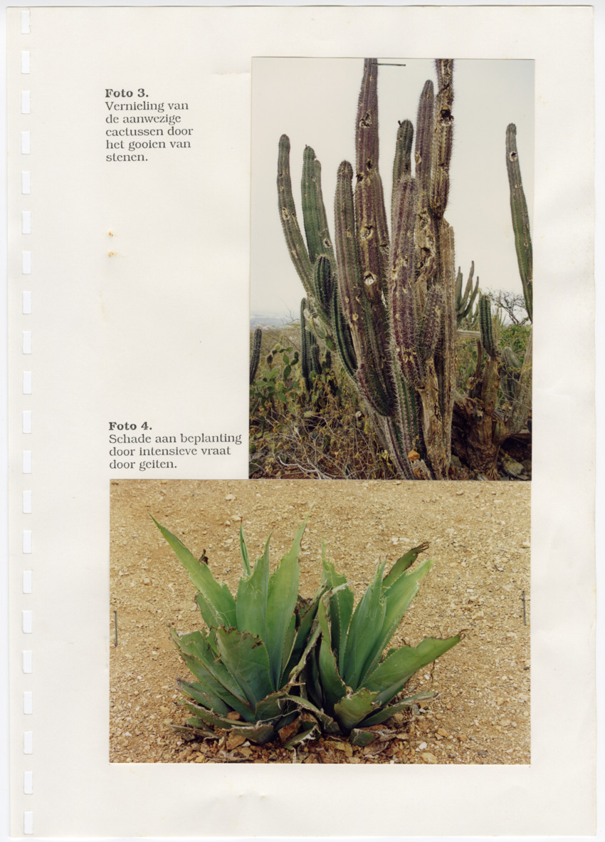 Z Uitgangspunten voor het Beheer van Conserveringsgebied Midden-Seinpost, Roi Santu, Curacao - New Page