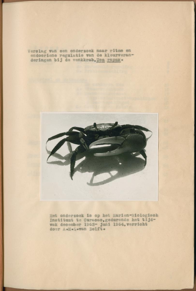 Z Verslag van een onderzoek naar ritme en endocriene regulatie van de kleurveranderingen bij de wenkkrab, Uca rapax - New Page