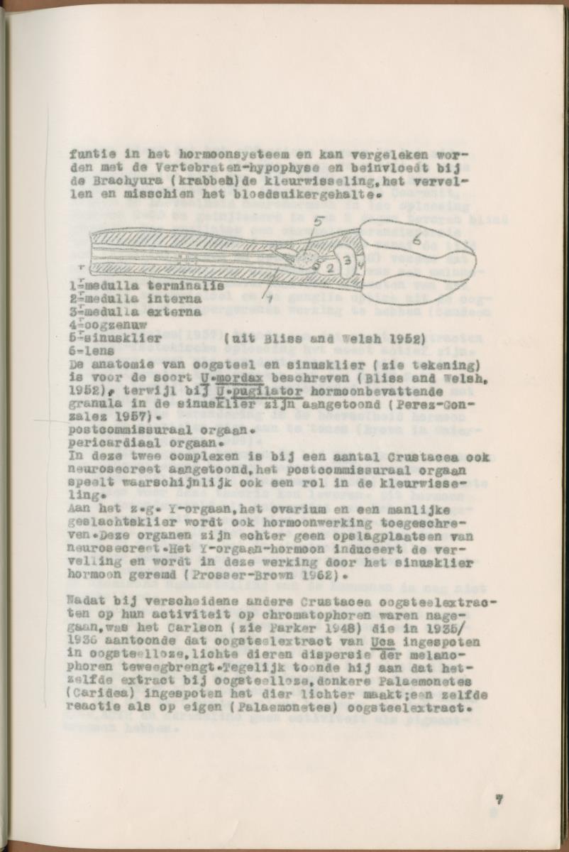 Z Verslag van een onderzoek naar ritme en endocriene regulatie van de kleurveranderingen bij de wenkkrab, Uca rapax - New Page