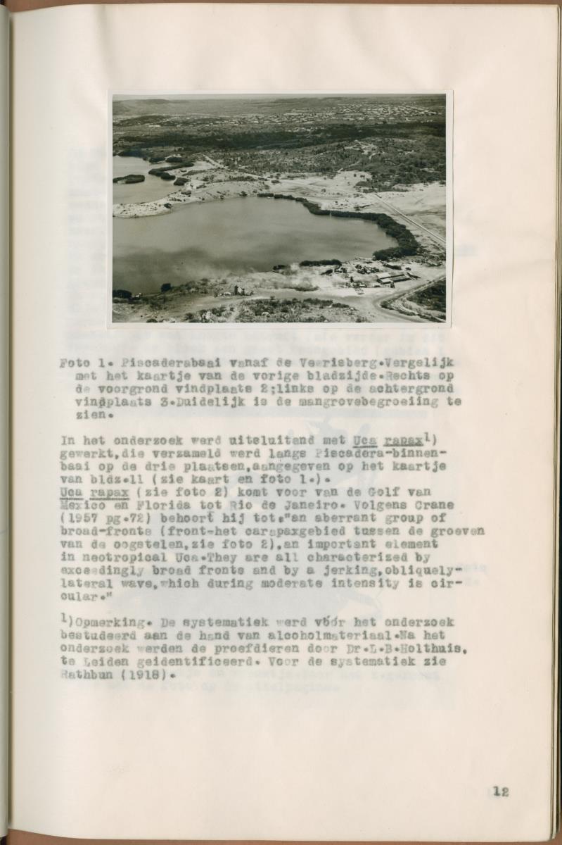 Z Verslag van een onderzoek naar ritme en endocriene regulatie van de kleurveranderingen bij de wenkkrab, Uca rapax - New Page