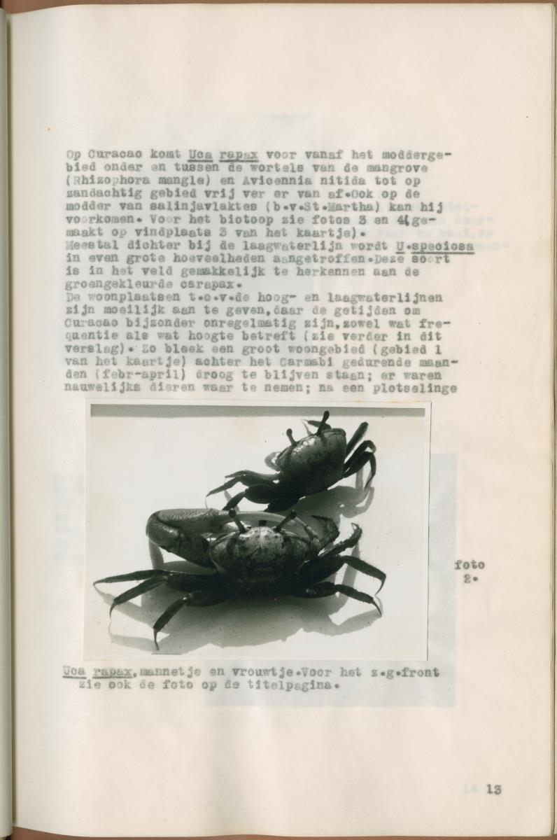 Z Verslag van een onderzoek naar ritme en endocriene regulatie van de kleurveranderingen bij de wenkkrab, Uca rapax - New Page