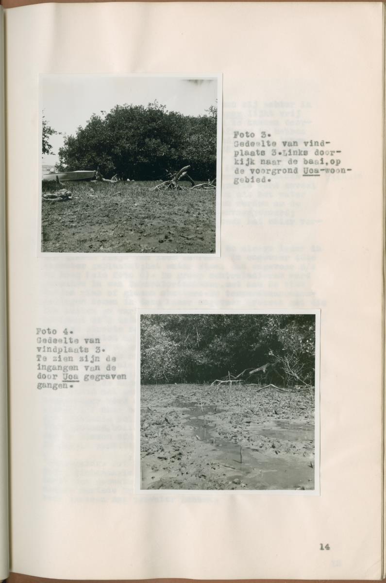 Z Verslag van een onderzoek naar ritme en endocriene regulatie van de kleurveranderingen bij de wenkkrab, Uca rapax - New Page