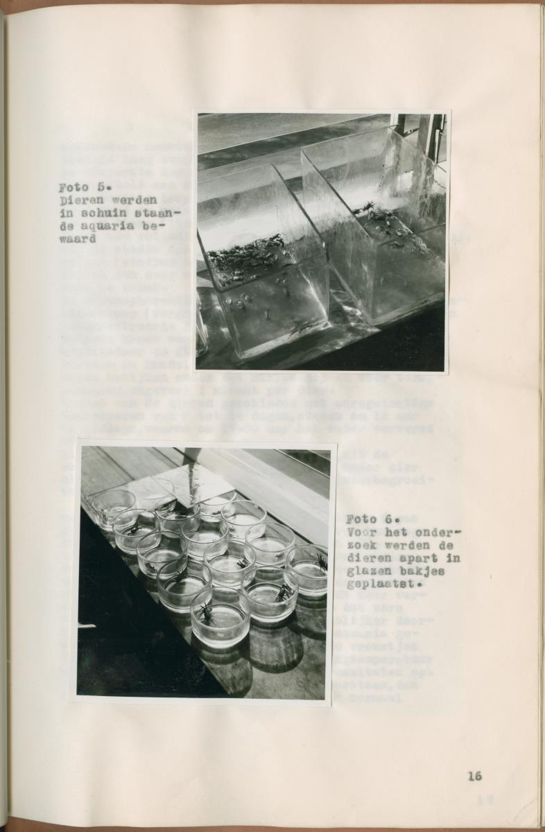 Z Verslag van een onderzoek naar ritme en endocriene regulatie van de kleurveranderingen bij de wenkkrab, Uca rapax - New Page