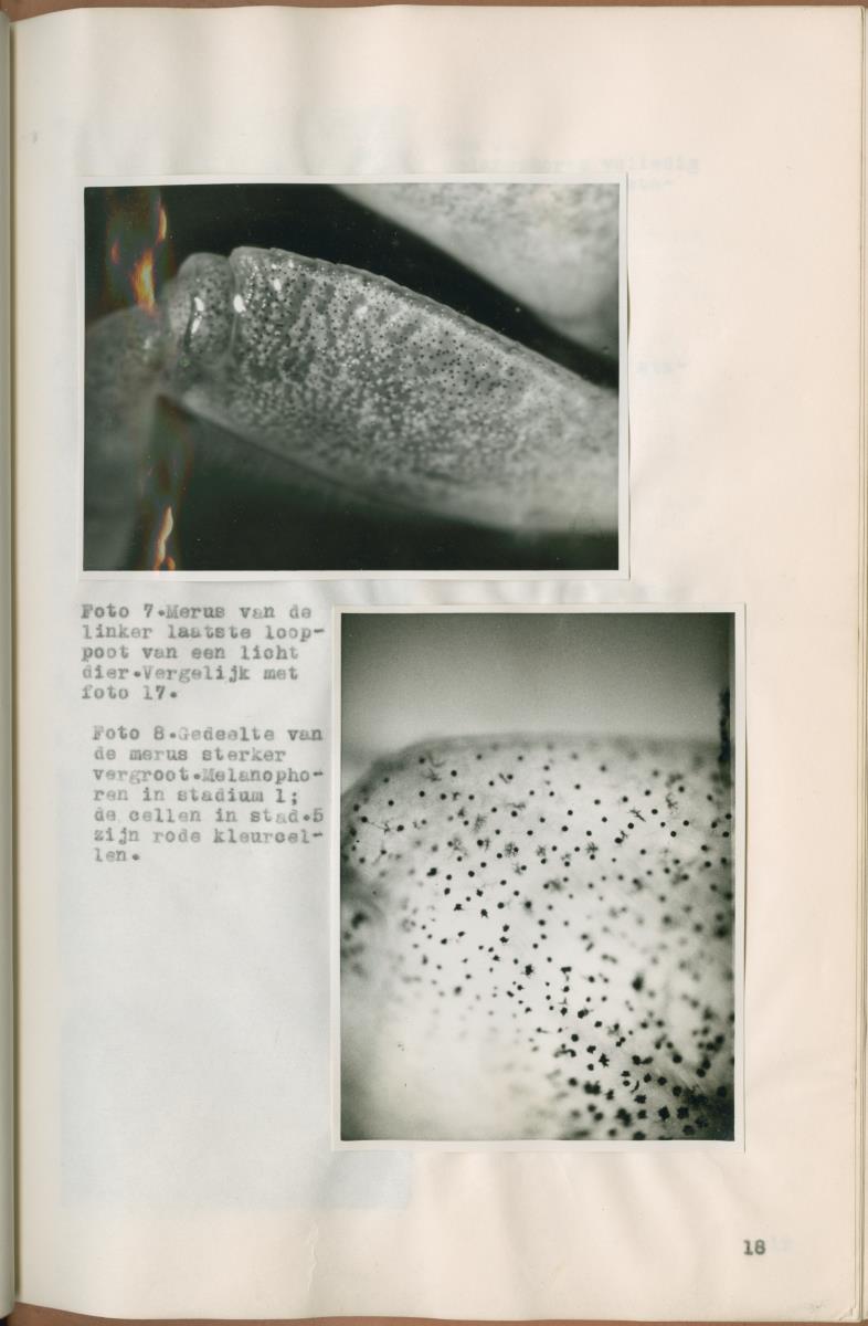 Z Verslag van een onderzoek naar ritme en endocriene regulatie van de kleurveranderingen bij de wenkkrab, Uca rapax - New Page