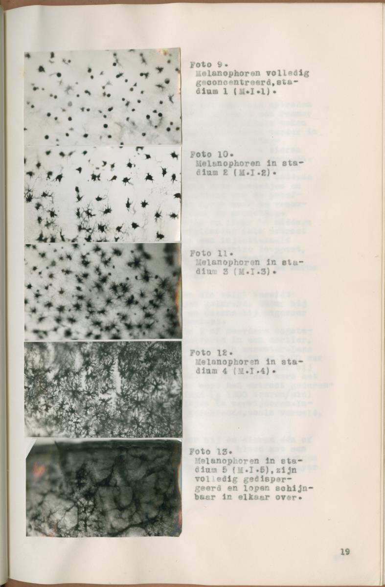 Z Verslag van een onderzoek naar ritme en endocriene regulatie van de kleurveranderingen bij de wenkkrab, Uca rapax - New Page