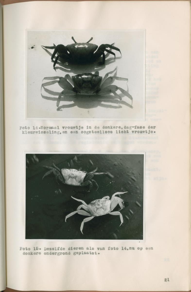 Z Verslag van een onderzoek naar ritme en endocriene regulatie van de kleurveranderingen bij de wenkkrab, Uca rapax - New Page