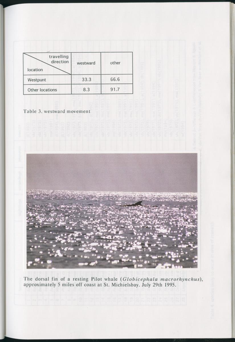 Z On the Occurence of Cetaceans in the Southern Carribean Sea - New Page
