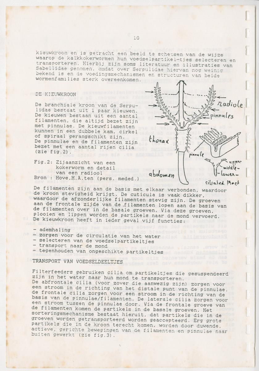 Z Een onderzoek naar de waterkwaliteit van enkele baaien van Curacao op basis van biologische en abiotische parameters - New Page