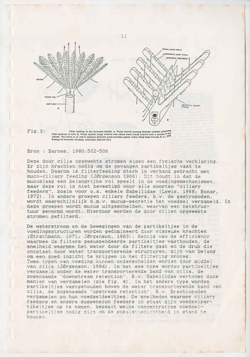 Z Een onderzoek naar de waterkwaliteit van enkele baaien van Curacao op basis van biologische en abiotische parameters - New Page