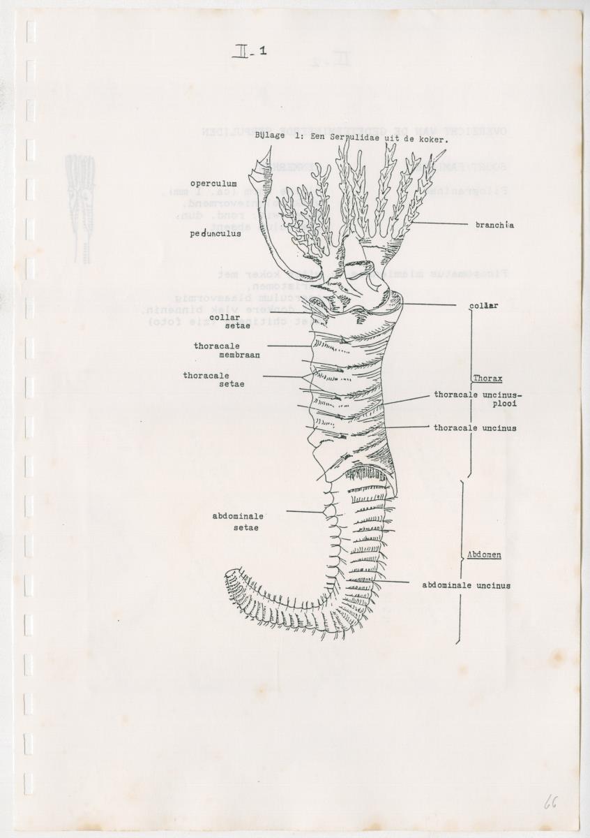 Z Een onderzoek naar de waterkwaliteit van enkele baaien van Curacao op basis van biologische en abiotische parameters - New Page