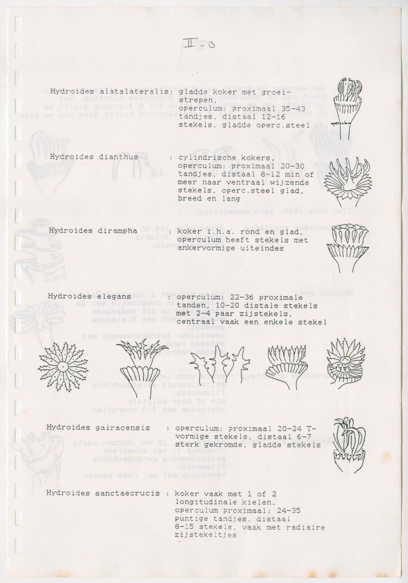 Z Een onderzoek naar de waterkwaliteit van enkele baaien van Curacao op basis van biologische en abiotische parameters - New Page