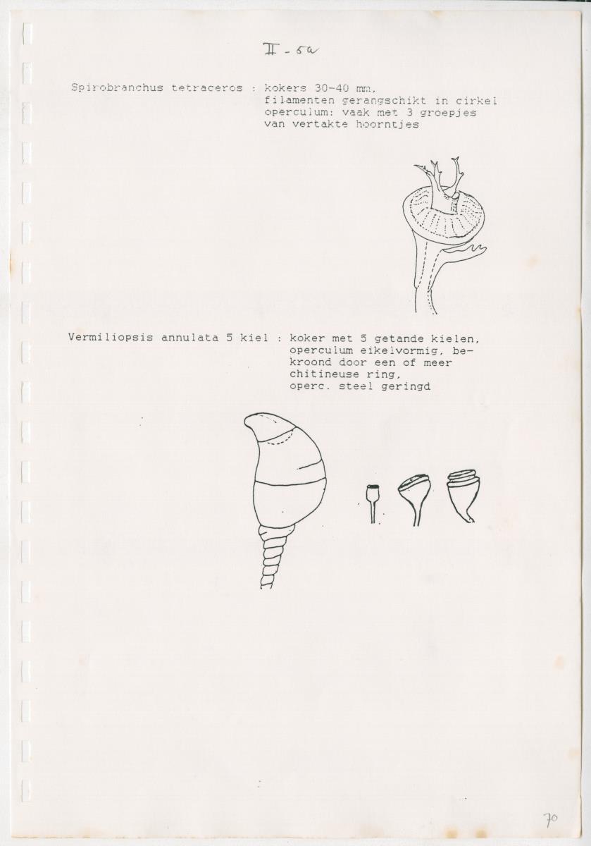 Z Een onderzoek naar de waterkwaliteit van enkele baaien van Curacao op basis van biologische en abiotische parameters - New Page
