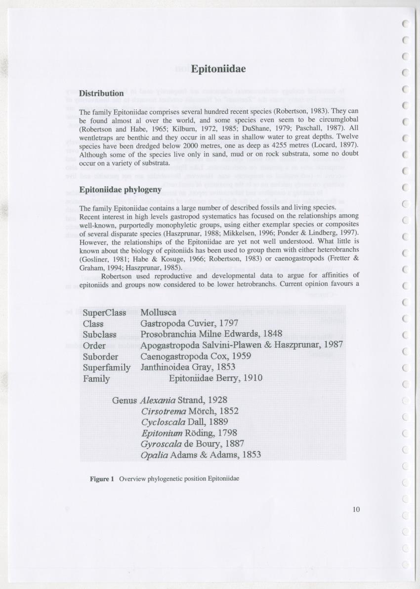 Z Ecology of Epitoniidae and Strombidae - New Page