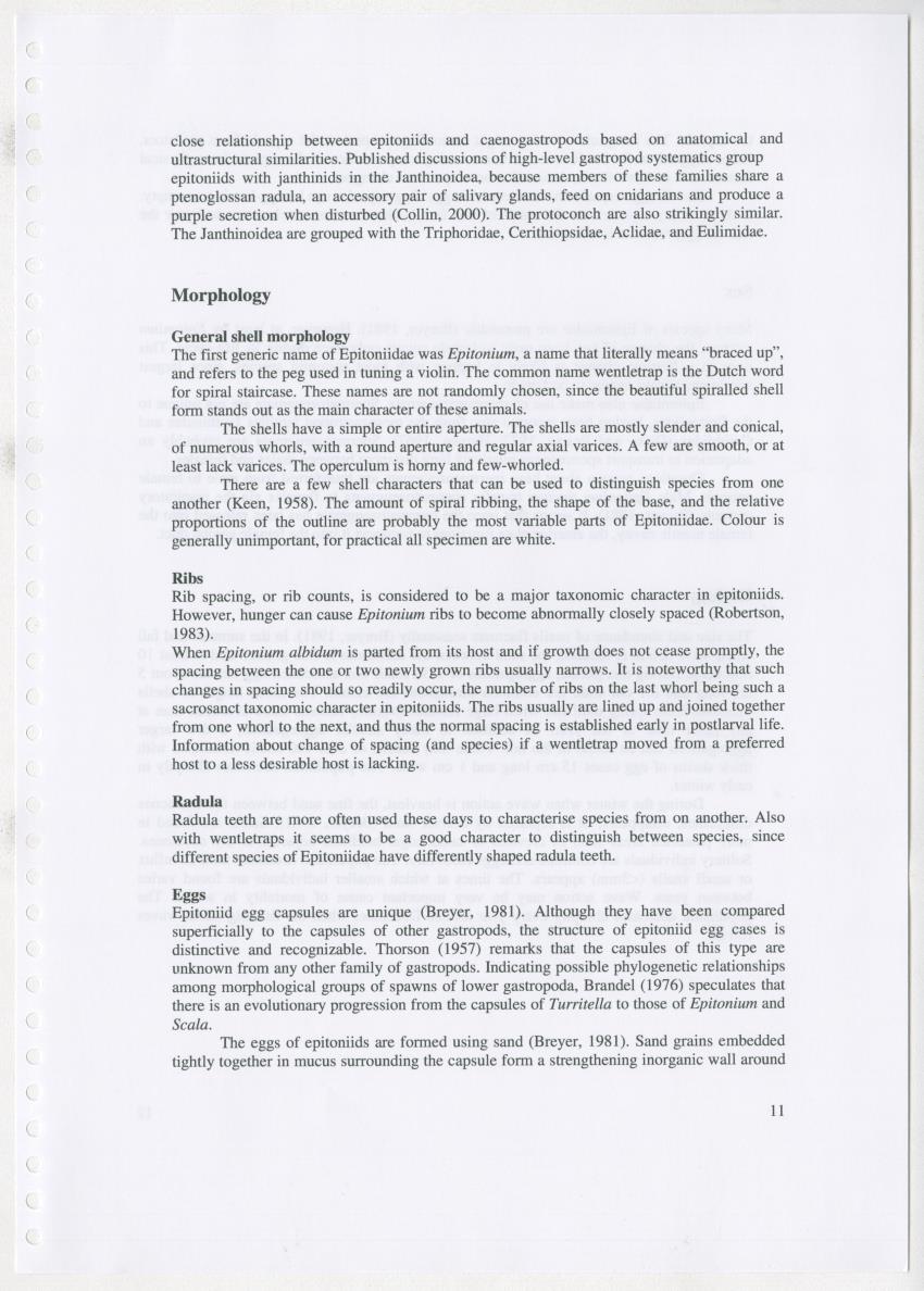 Z Ecology of Epitoniidae and Strombidae - New Page