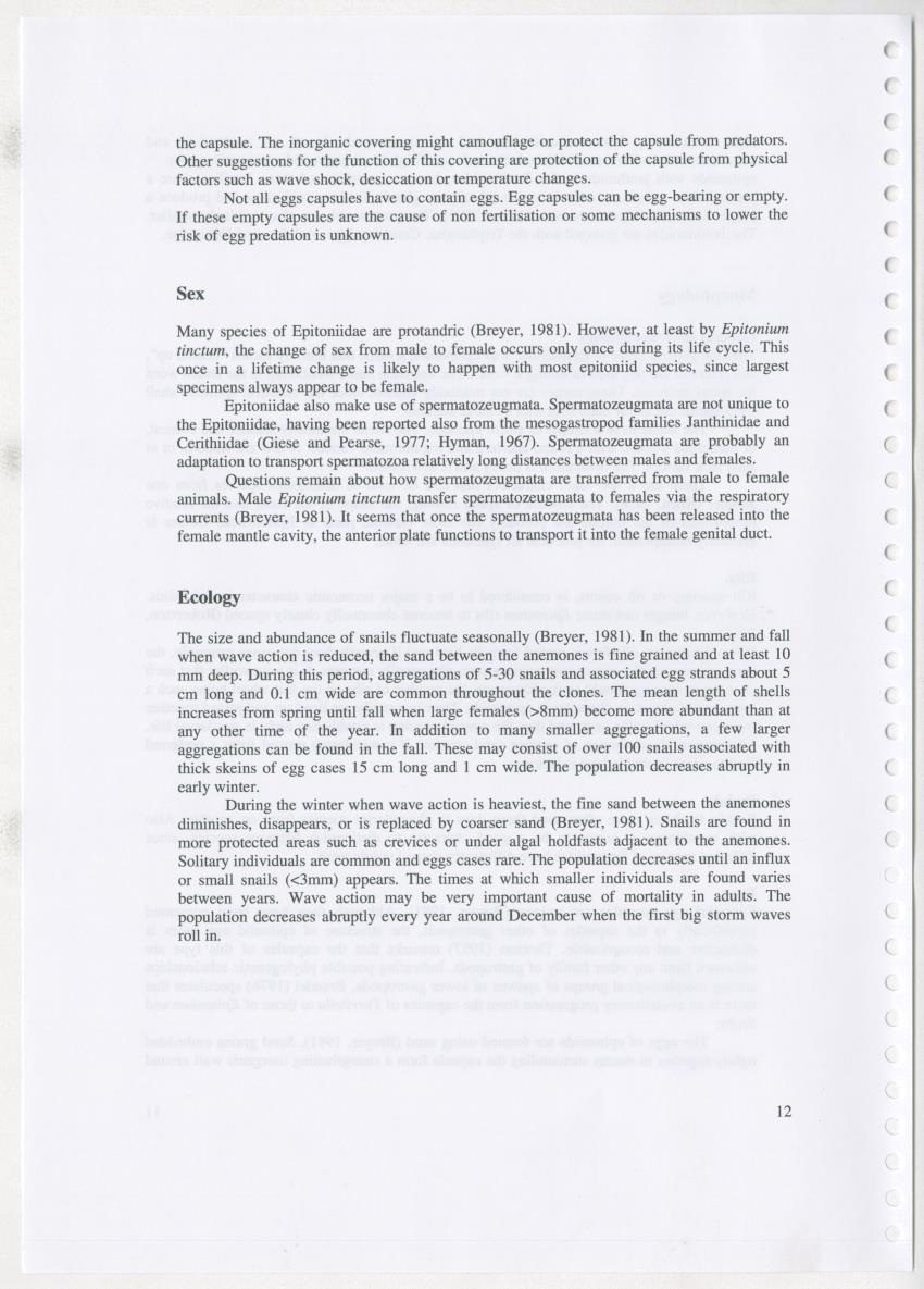 Z Ecology of Epitoniidae and Strombidae - New Page