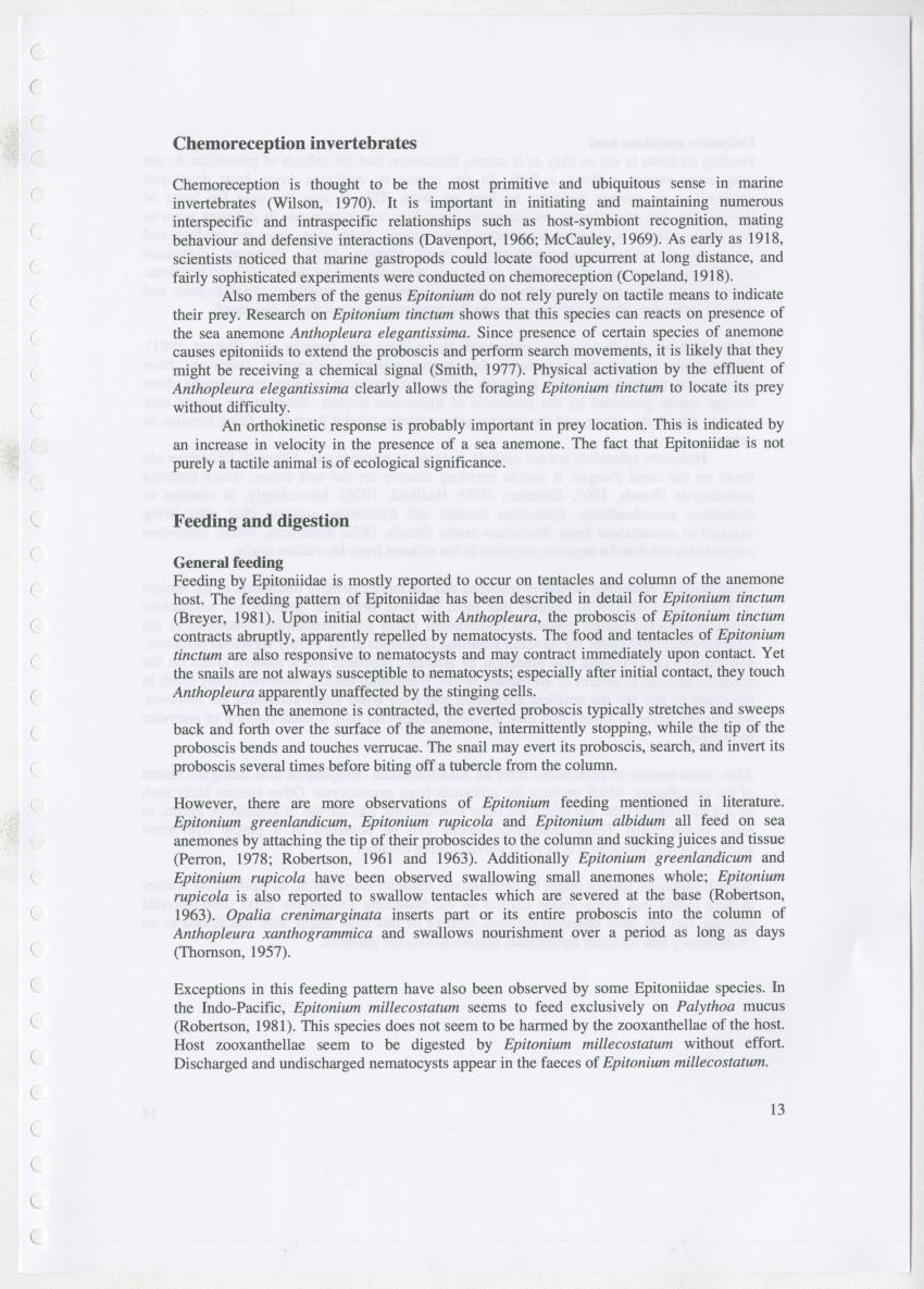 Z Ecology of Epitoniidae and Strombidae - New Page