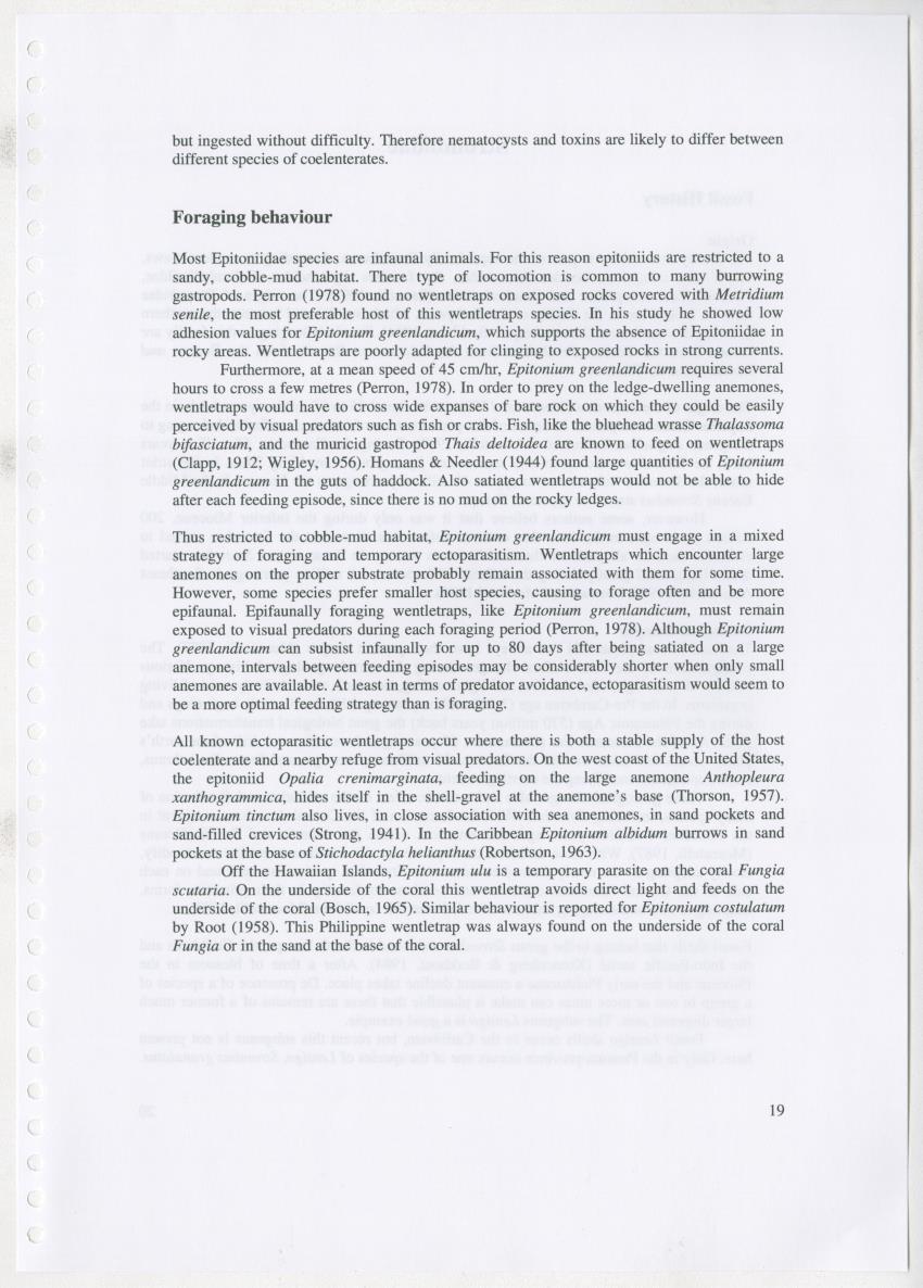 Z Ecology of Epitoniidae and Strombidae - New Page