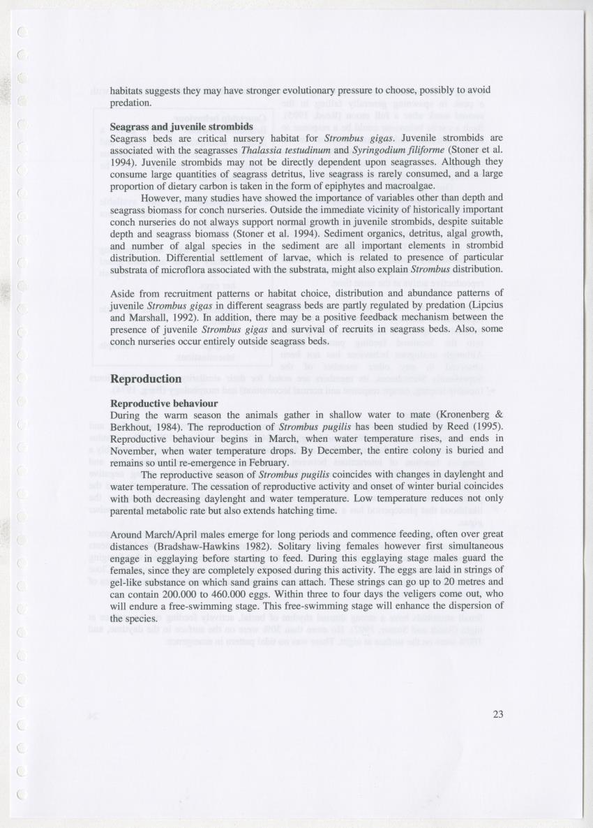 Z Ecology of Epitoniidae and Strombidae - New Page