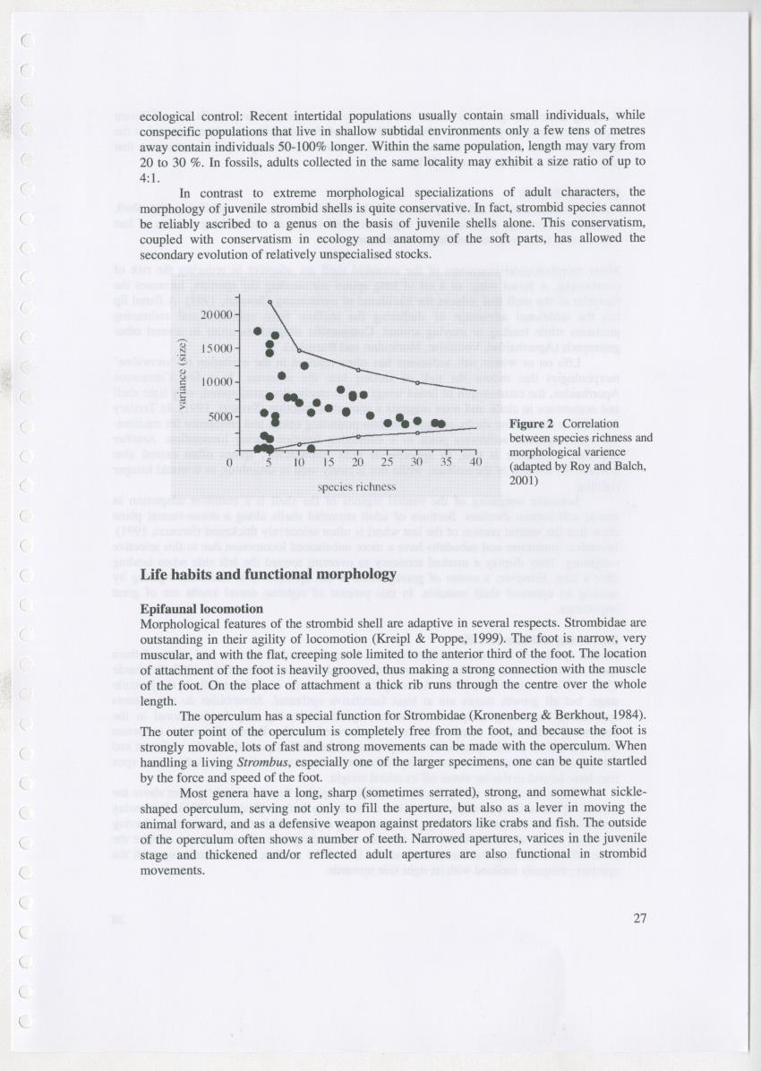 Z Ecology of Epitoniidae and Strombidae - New Page