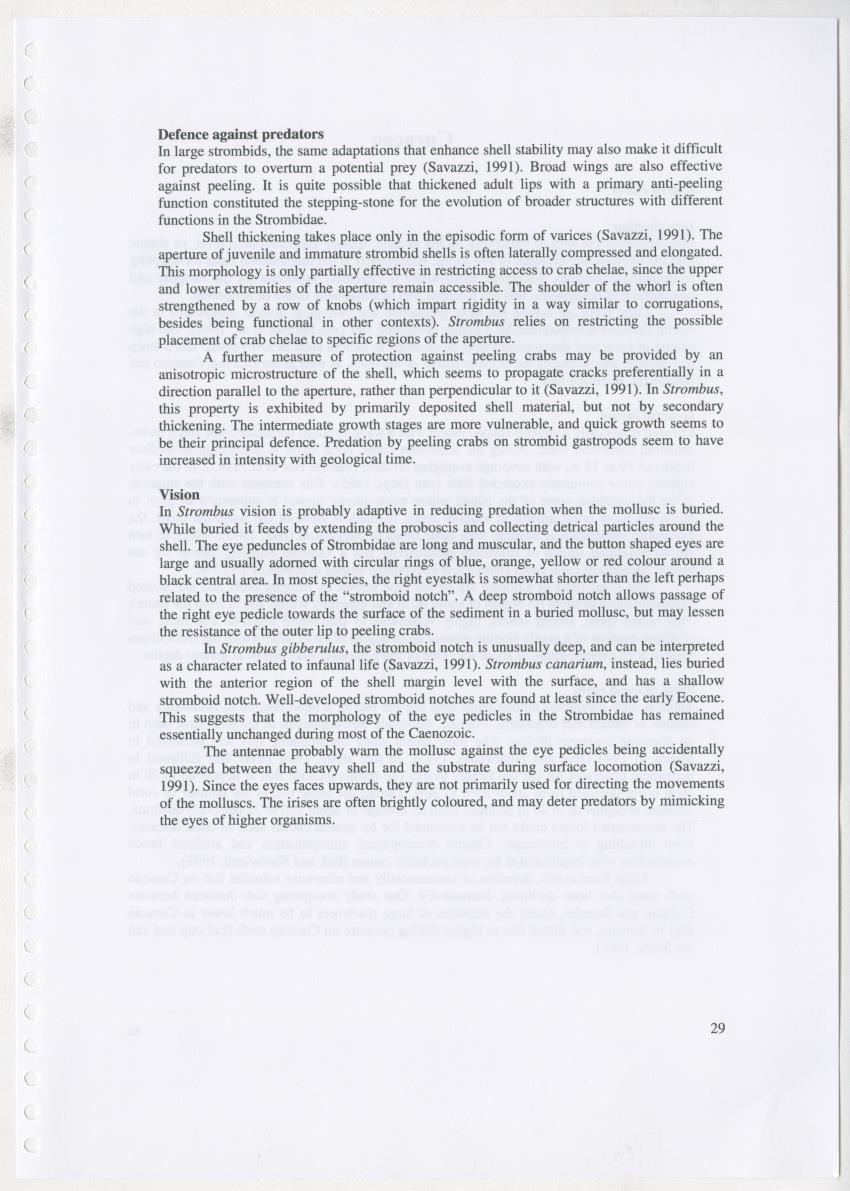 Z Ecology of Epitoniidae and Strombidae - New Page