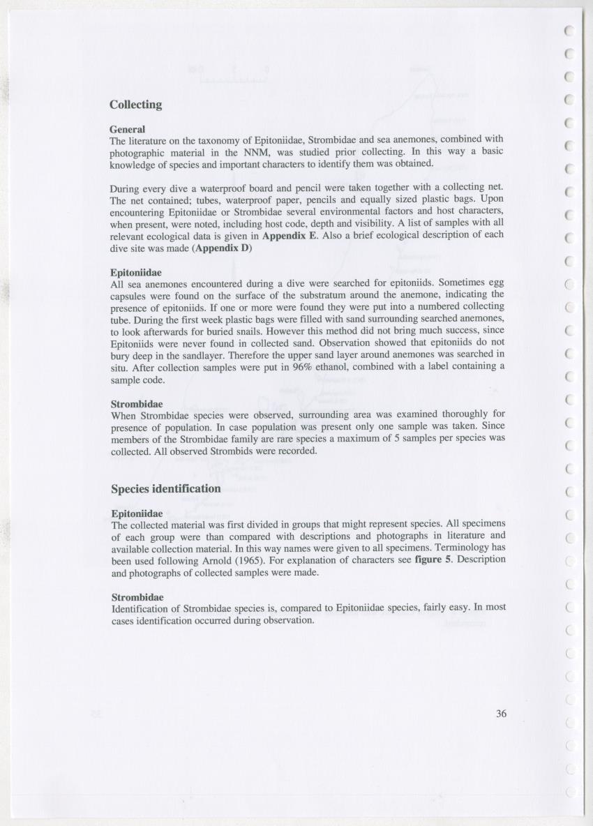 Z Ecology of Epitoniidae and Strombidae - New Page