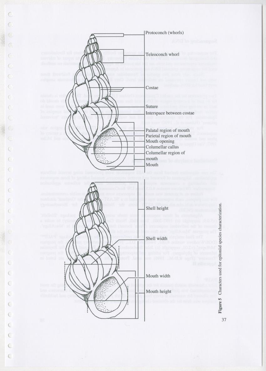 Z Ecology of Epitoniidae and Strombidae - New Page