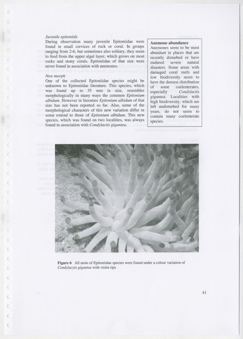 Z Ecology of Epitoniidae and Strombidae - New Page