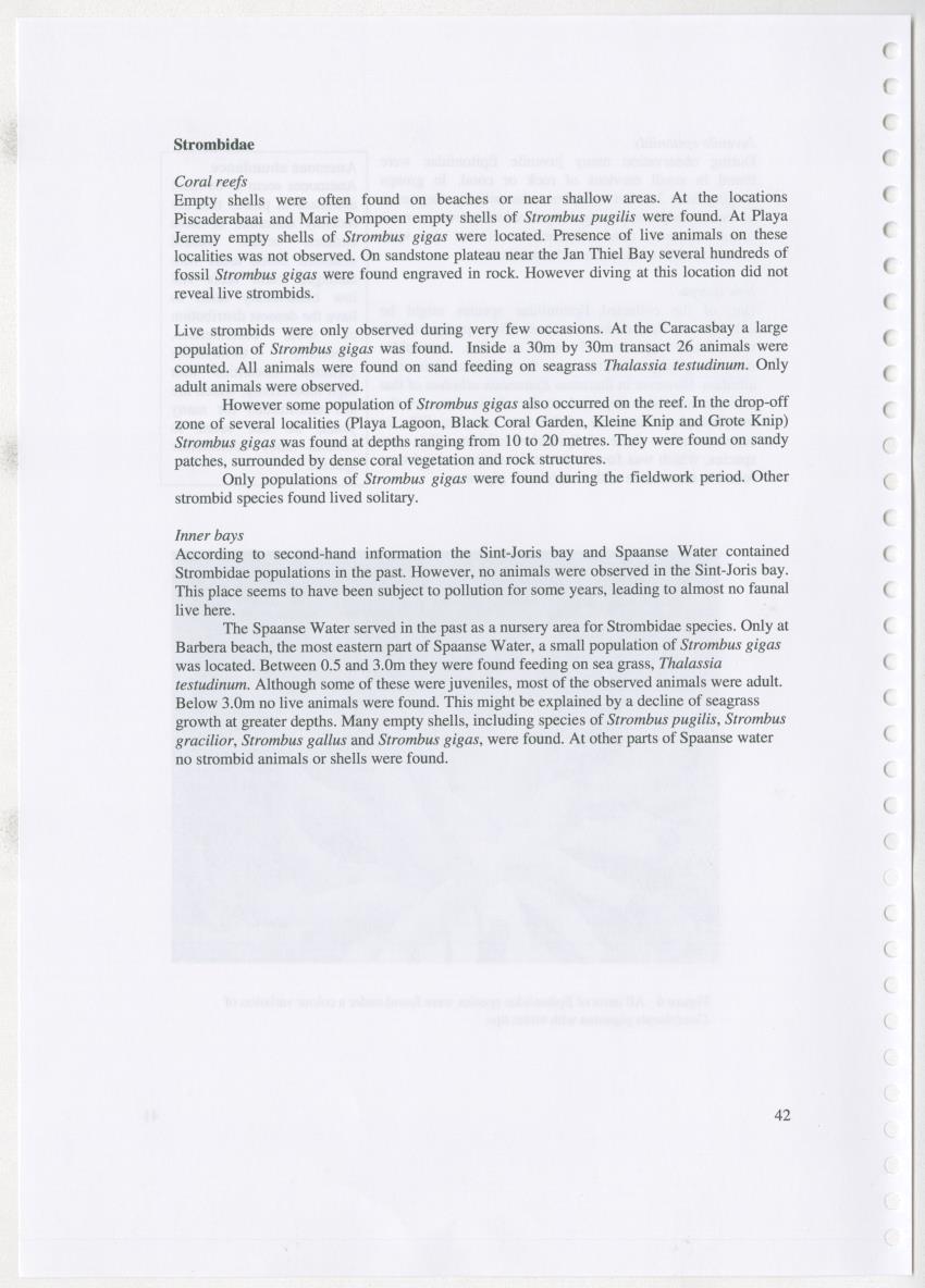 Z Ecology of Epitoniidae and Strombidae - New Page