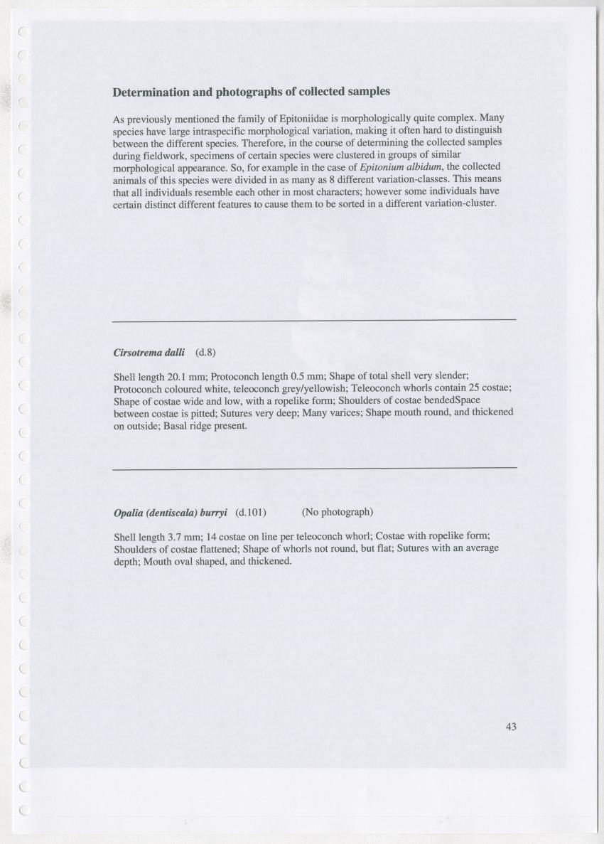 Z Ecology of Epitoniidae and Strombidae - New Page