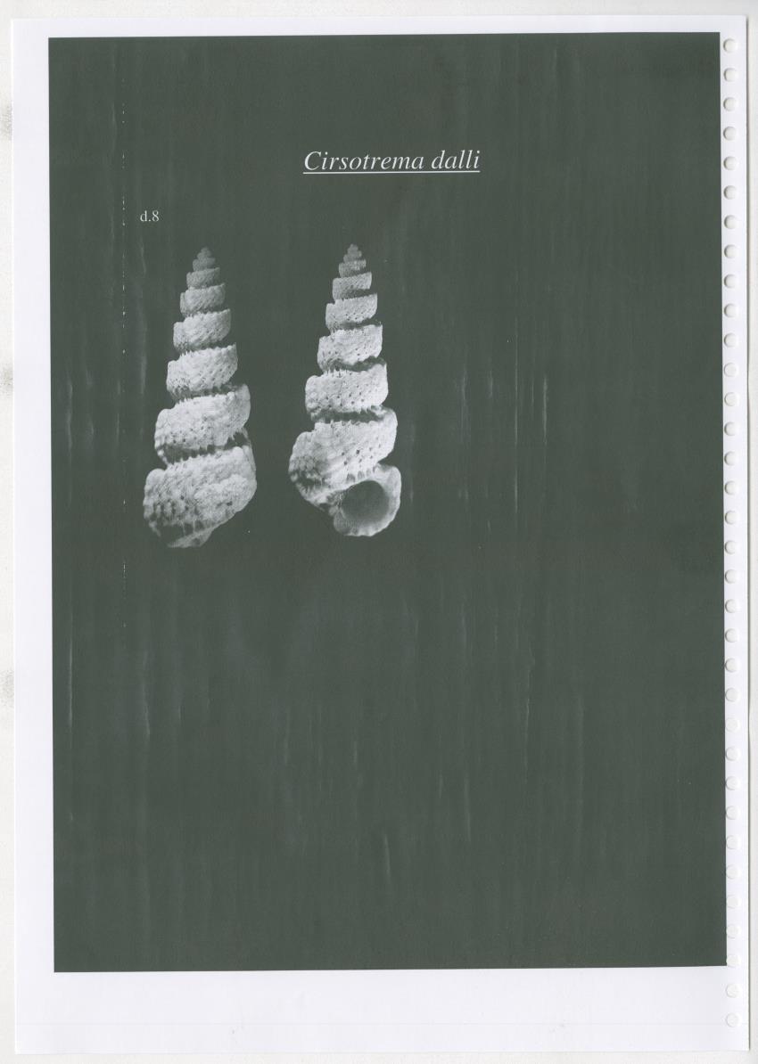 Z Ecology of Epitoniidae and Strombidae - New Page
