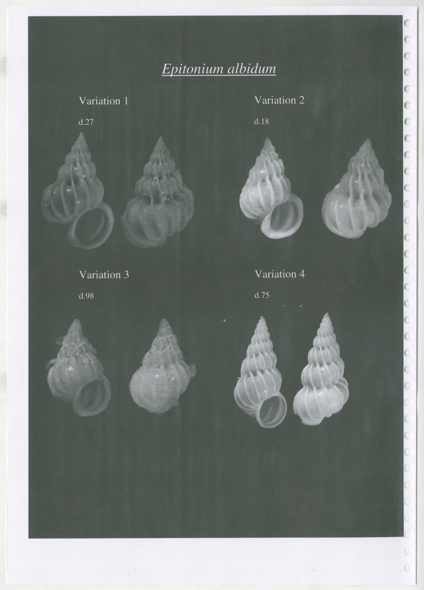 Z Ecology of Epitoniidae and Strombidae - New Page
