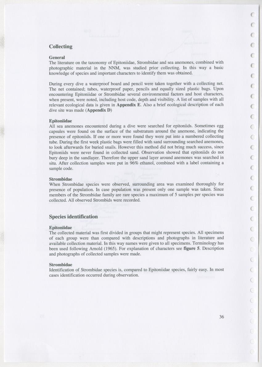 Z Ecology of Epitoniidae and Strombidae - New Page